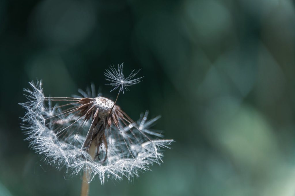 Mastering the First Impression: Your intriguing post title goes here Macro shot of a dandelion seed head with one seed in focus, showcasing natures delicate beauty.
